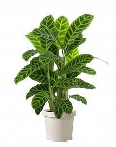 Калатея Зебрина 19/70 см Калатея Зебрина 19/70 см