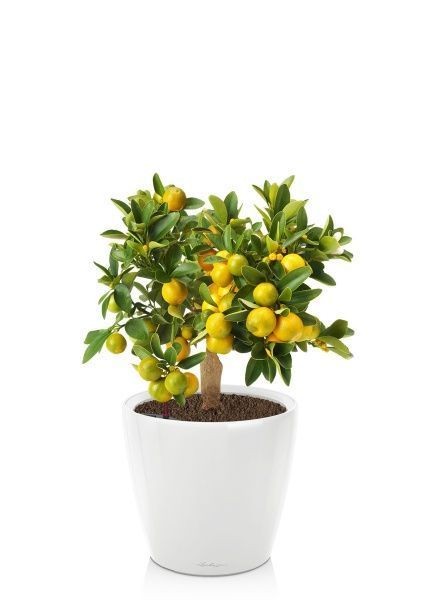 Цитрус Каламондин в CLASSICO LS 21