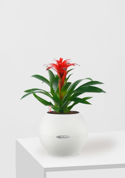 Гузмания Хоп 12/40 см в PURO 20