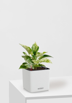 Сциндапсус Марбл Квин 12/20 см в CUBE COLOR 14