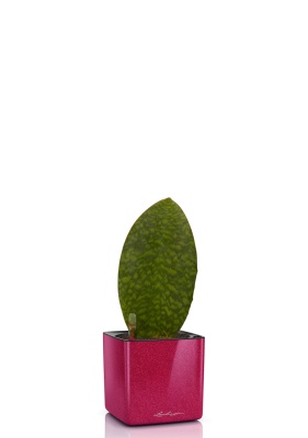 Сансевиерия Масониана Виктория 12/40 см в CUBE GLOSSY KISS 14, вишнево-розовый блестящий 