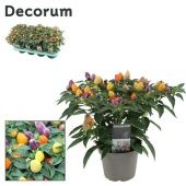 Капсикум d13 см h25 см