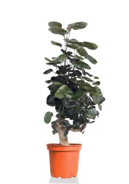 Полисциас Фабиан d21 см h110 см