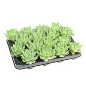 Эхеверия Миранда d6 см h8 см