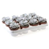 Эхеверия Лалацина d8.5 см h10 см