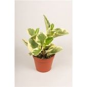 Пеперомия Usa d12 см h20 см