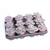 Эхеверия Перл Вон Нюрнберг d8.5 см h10 см тип 2