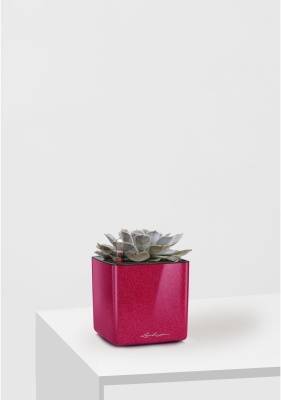 Эхеверия Лилацина 12/20 см в CUBE GLOSSY KISS 14, вишнево-розовый блестящий