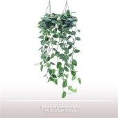 Эпипремнум Пиннатум d15 см h25 см Эпипремнум Пиннатум d15 см h25 см