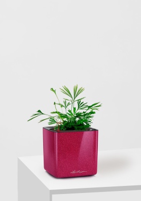 Актиниоптерис Австралийский 5/10 см в CUBE GLOSSY KISS 14