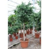 Фикус Нитида на двойном стволе d60 см h300 см