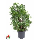 Шеффлера Лузеана d27 см h90 см