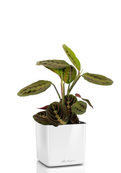 Маранта в CUBE Glossy 14