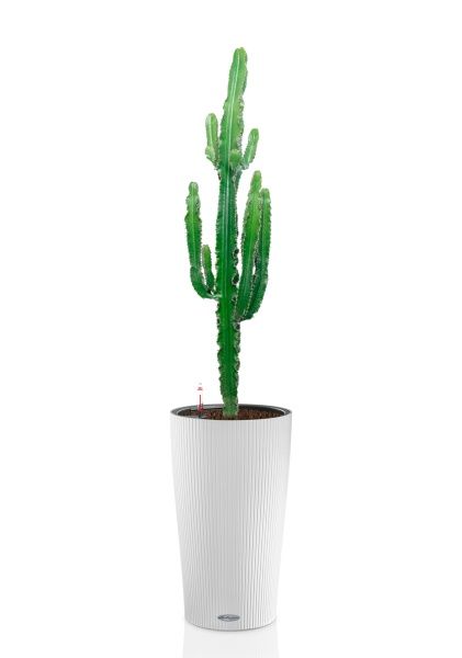 Эуфорбия 19/110 см в CILINDRO 23