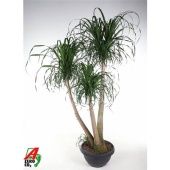 Нолина бранч d55 см h210 см Нолина бранч d55 см h210 см