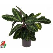 Калатея Варшевичи d24 см h90 см