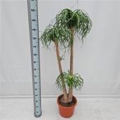 Нолина бранч d32 см h150 см Нолина бранч d32 см h150 см