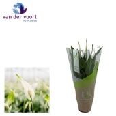 Спатифиллум Шопен 2+ цветов Ultimo d9 см h30 см