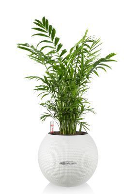 Хамедорея Элеганс 12/45 в PURO 20