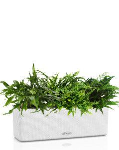 Папоротники CUBE COLOR TRIPLE 14/30 см Белый