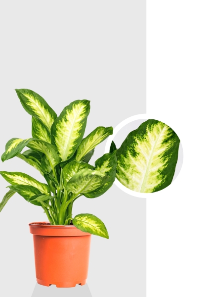 Диффенбахия микс d12 см h30 см