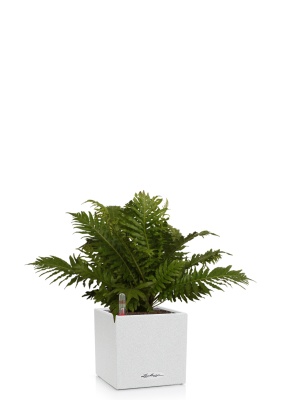 Блехнум 12/30 см в CANTO STONE 14