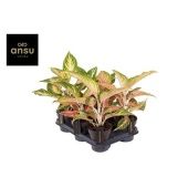 Аглаонема Айкатчер "Eyecatcher" d12 см h40 см тип 1 Аглаонема Айкатчер "Eyecatcher" d12 см h40 см тип 1