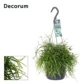 Рипсалис Бацифера Cassutha Oasis d17 см h35 см