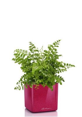 Папоротник Парвати в CUBE GLOSSY KISS 14, вишнево-розовый блестящий Папоротник Парвати в CUBE GLOSSY KISS 14, вишнево-розовый блестящий