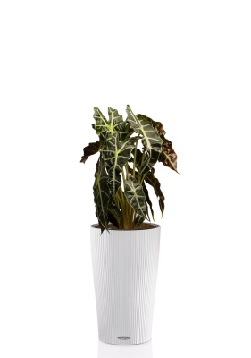 Алоказия Полли 17/50 см в CILINDRO 23