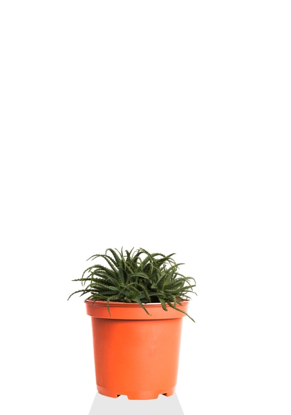 Алоэ древовидное 30/50 см