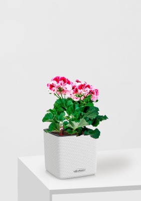Пеларгония Грандифлора 12/25 см в CUBE COLOR 14, белый
