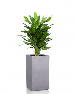 Драцена Джанет Линд в CANTO STONE HIGH 30