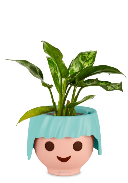 Аглаонема Цитронелле 12/30 см в OJO