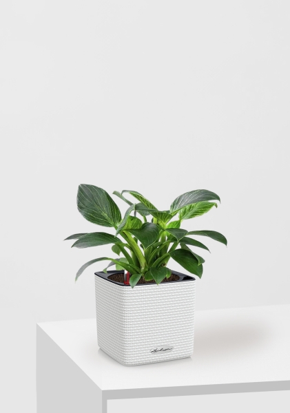 Филодендрон Биркин 12/30 см в CUBE COLOR 14 Филодендрон Биркин 12/30 см в CUBE COLOR 14