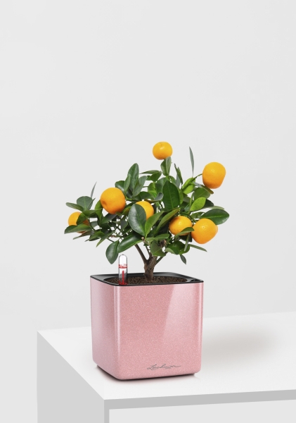 Цитрус Каламондин 12/30 см в CUBE GLOSSY KISS 14 Цитрус Каламондин 12/30 см в CUBE GLOSSY KISS 14