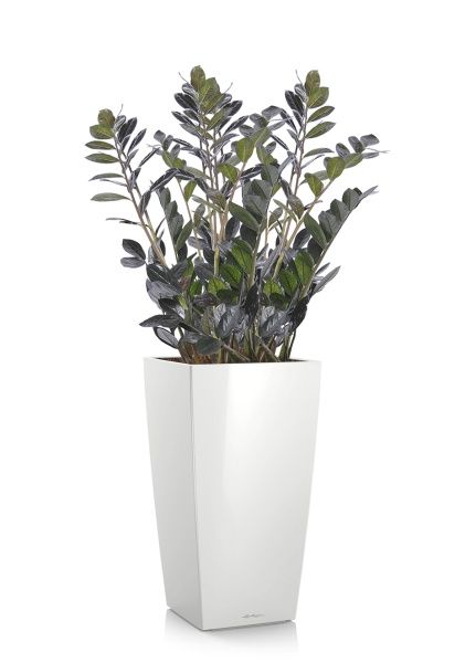 Замиокулькас Равен в CUBICO 40