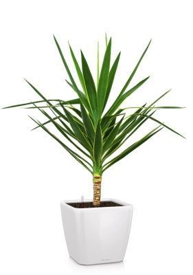 Юкка Пак в QUADRO LS 35, белый блестящий Юкка Пак в QUADRO LS 35, белый блестящий