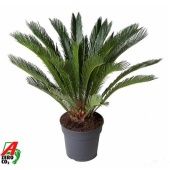 Цикас Революта 16+ листьев d30 см h100 см