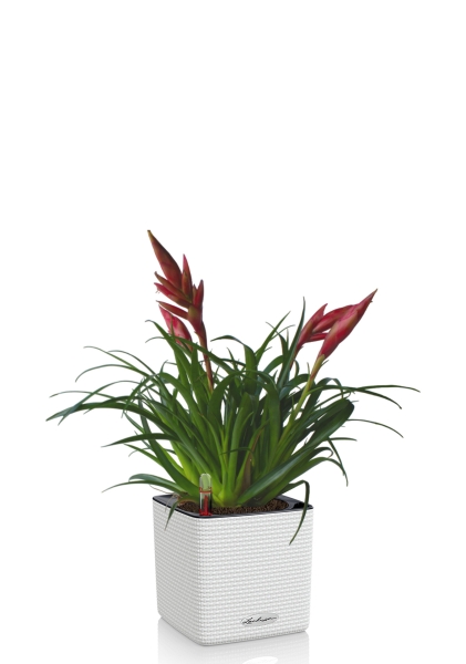 Вриезия Астрид 12/30 см в CLASSICO COLOR 16