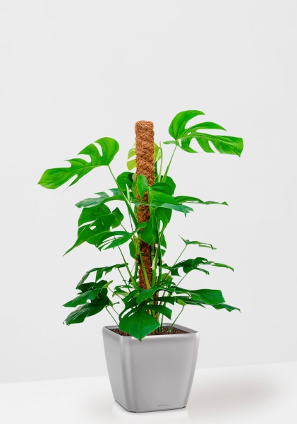 Монстера на опоре 27/130 см в QUADRO LS 35 Монстера на опоре 27/130 см в QUADRO LS 35