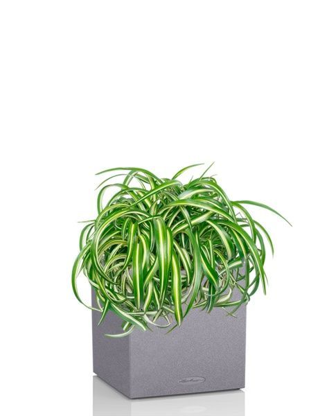 Хлорофитум Оушен 23/40 см в CANTO STONE LOW 30