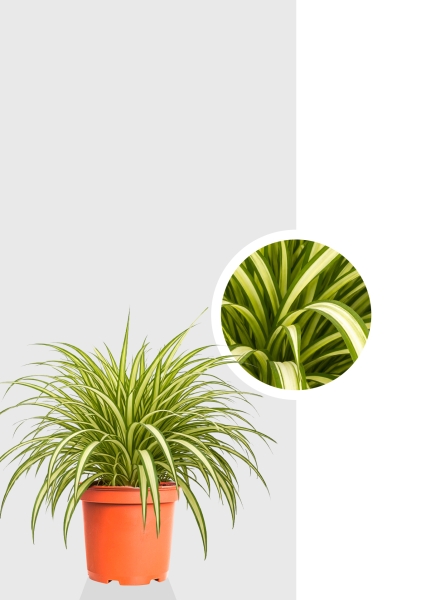 Хлорофитум Витатум d21 см h65 см