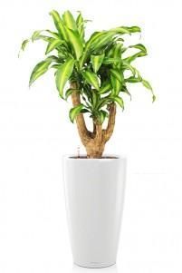 Драцена Массанжеана Rondo 40/140 см, Белый блестящий