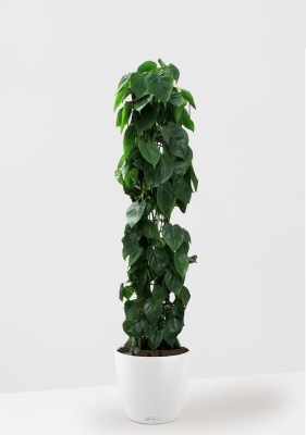 Филодендрон Сканденс на решетке 27/160 см в CLASSICO COLOR 43, белый