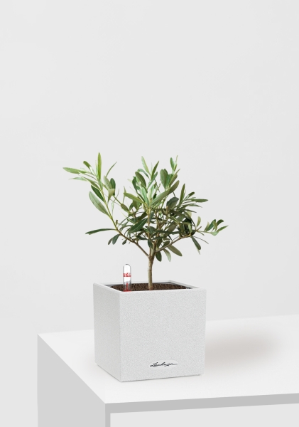 Олива 12/30 см в CANTO STONE 14