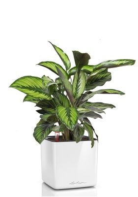 Калатея Принцепс в CUBE GLOSSY 14, белый блестящий