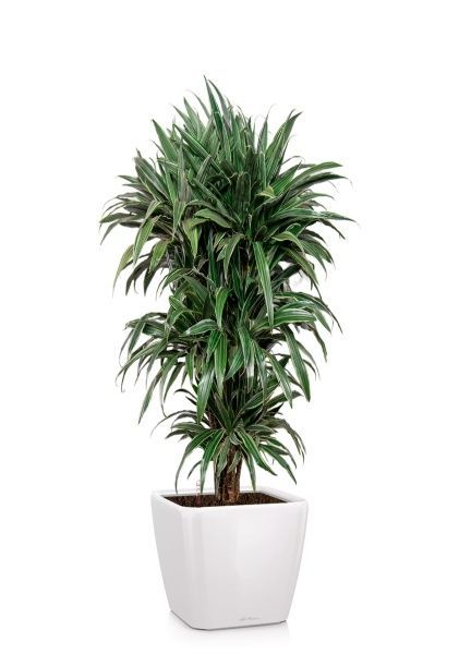 Драцена Варнески бранч 35/150 см в QUADRO LS 43