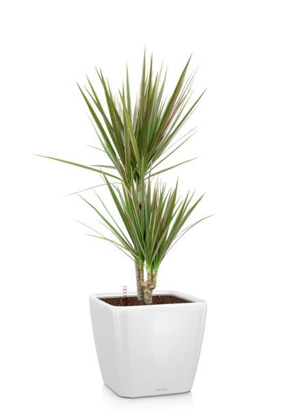 Драцена Маргината Биколор 2 ствола 17/70 см в QUADRO LS 21