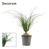 Нолина шар (Декорум) d17 см h45 см Нолина шар (Декорум) d17 см h45 см